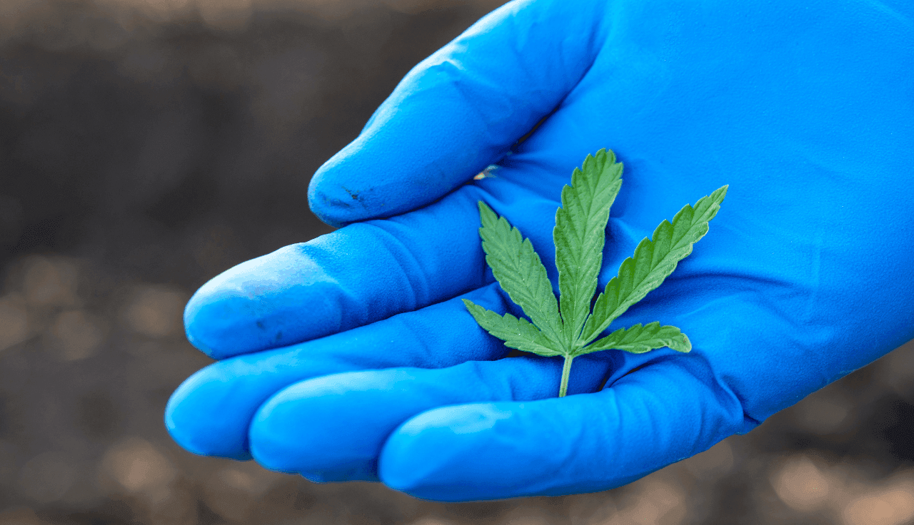 Hand mit blauem Handschuh hält Cannabis Blatt